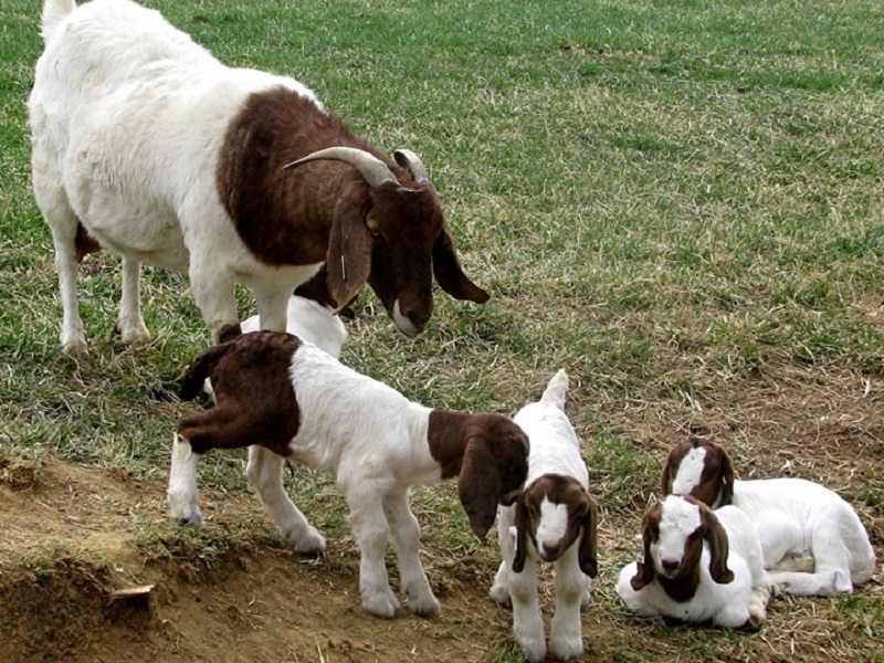 boer-goat-farm-nepal.jpg