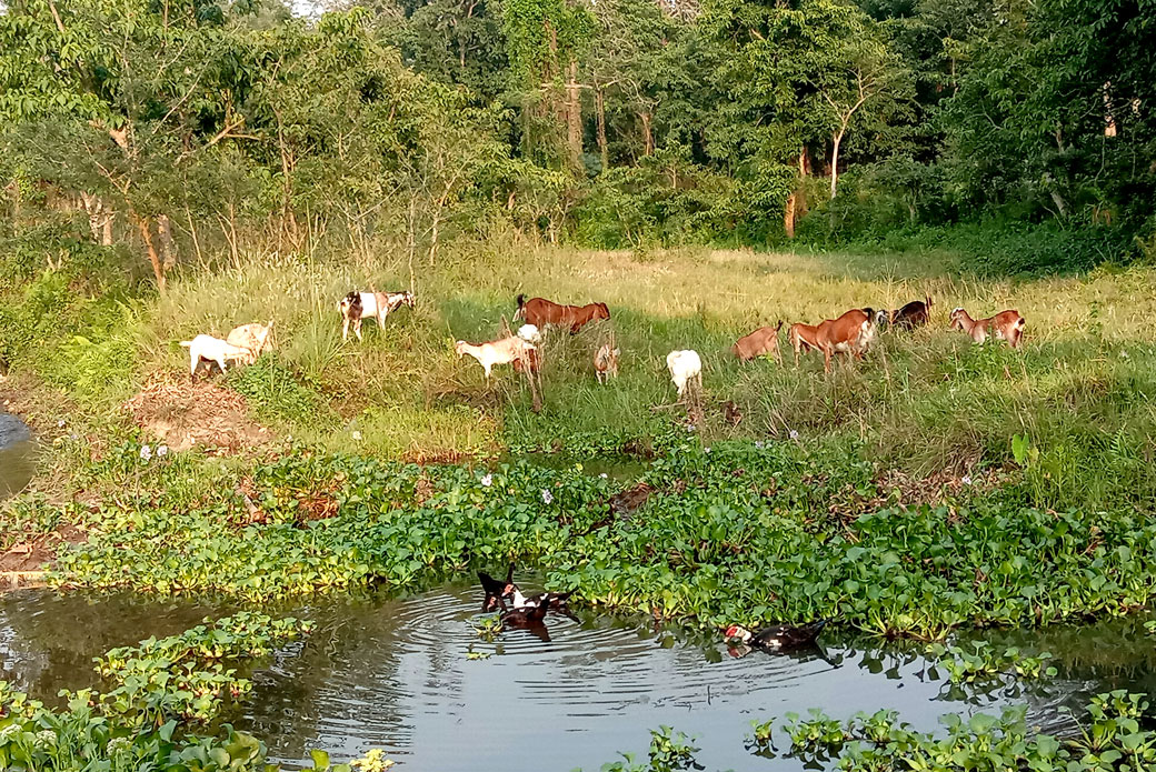 chitwan-integrated-agro-farm-photo.jpg