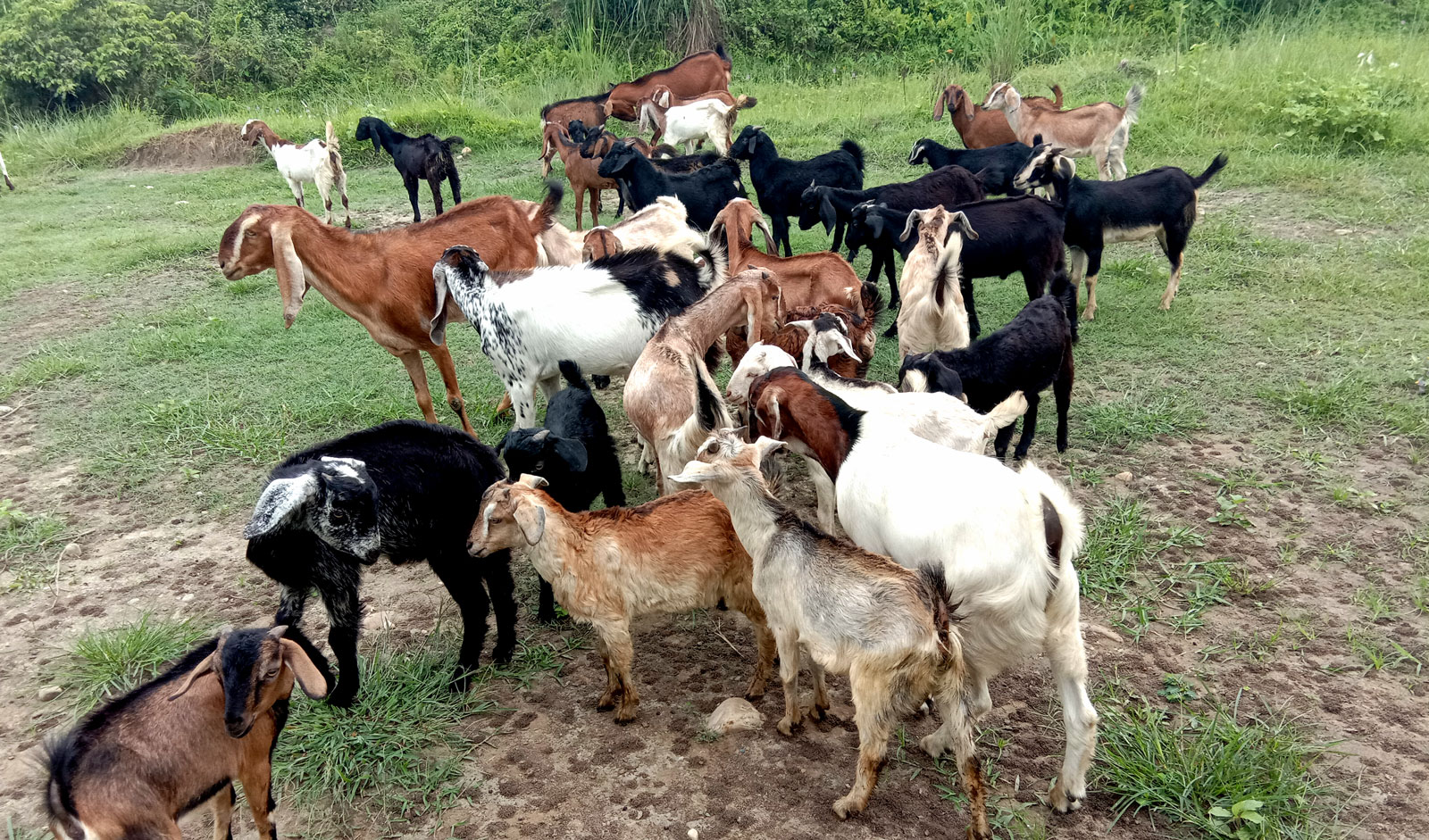 chitwan-integrated-agro-farm.jpg